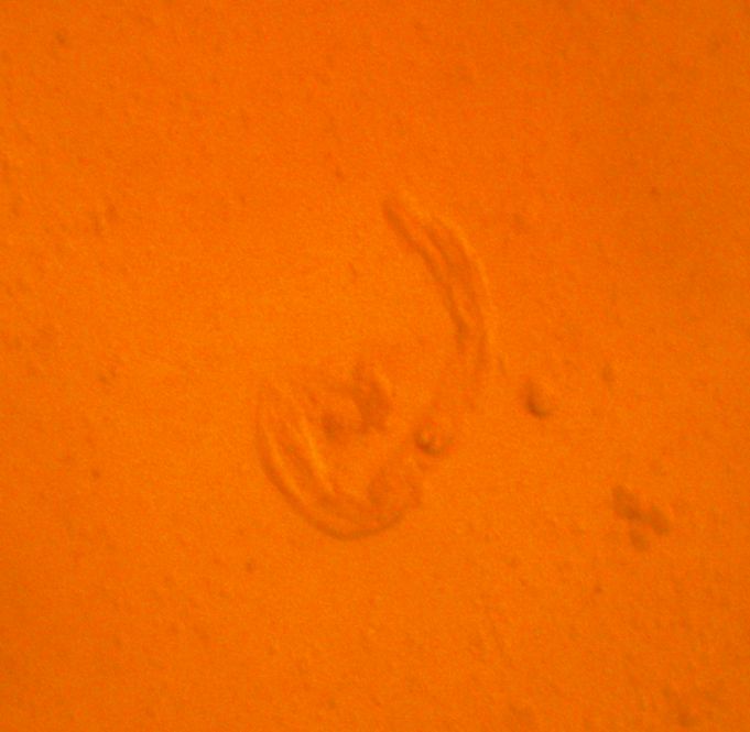 swimming