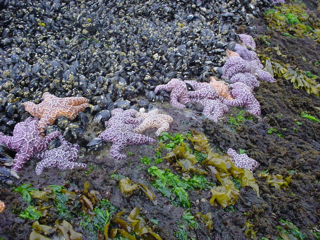 intertidal zone starfish