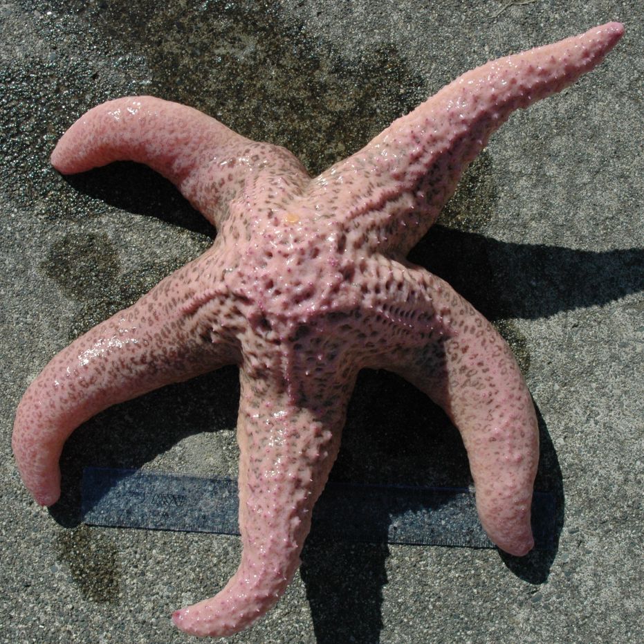 Половое размножение морской звезды. Морская звезда ПИЗАСТЕР. Шестиконечная морская звезда. Морская звезда зернистый кориастер. Морская звезда розовая.