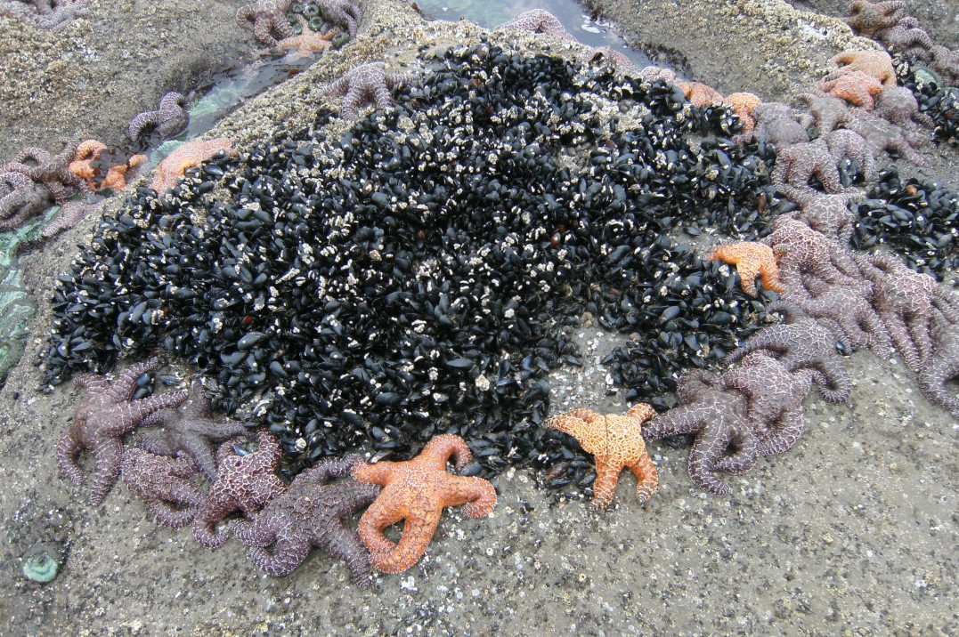 Surrounding mussels