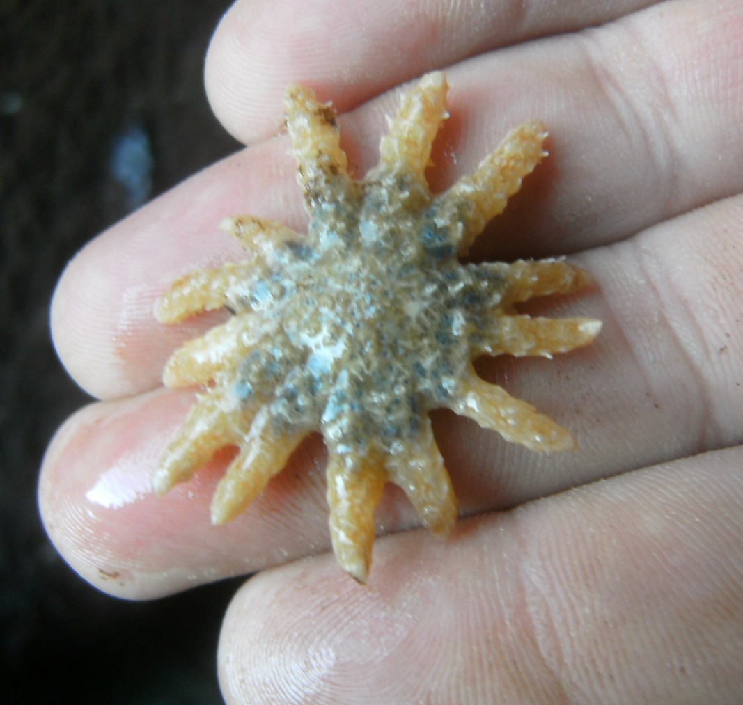 EXTINCTION!!! Memories of the Sunflower Sea Star