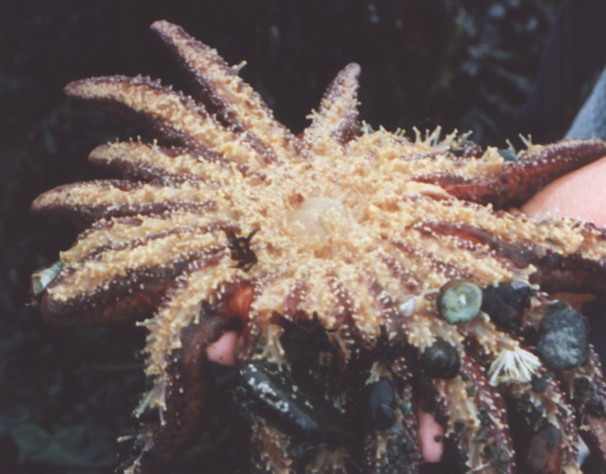 EXTINCTION!!! Memories of the Sunflower Sea Star