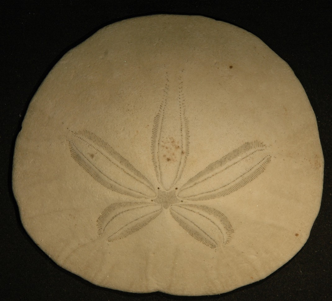 Eccentric sand dollar • Dendraster excentricus - Biodiversity of