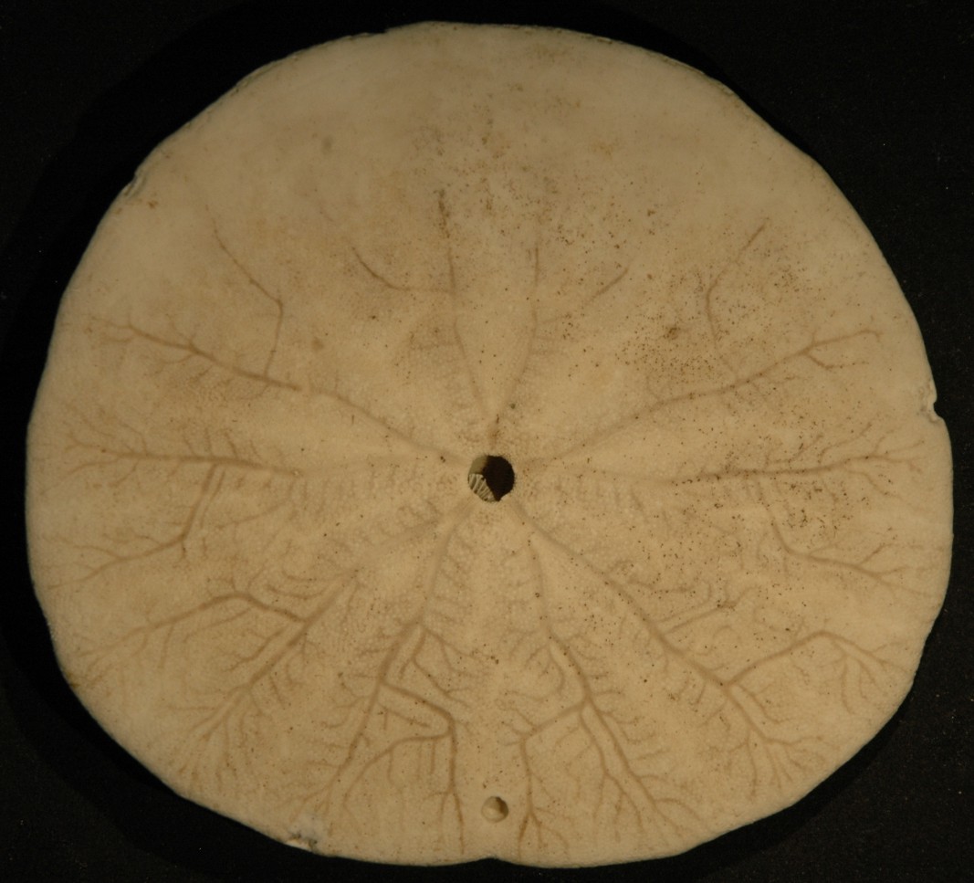 Eccentric sand dollar • Dendraster excentricus - Biodiversity of