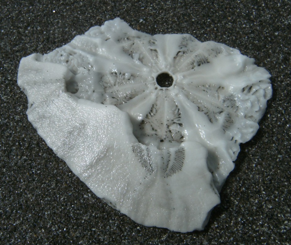 Eccentric sand dollar • Dendraster excentricus - Biodiversity of the  Central Coast