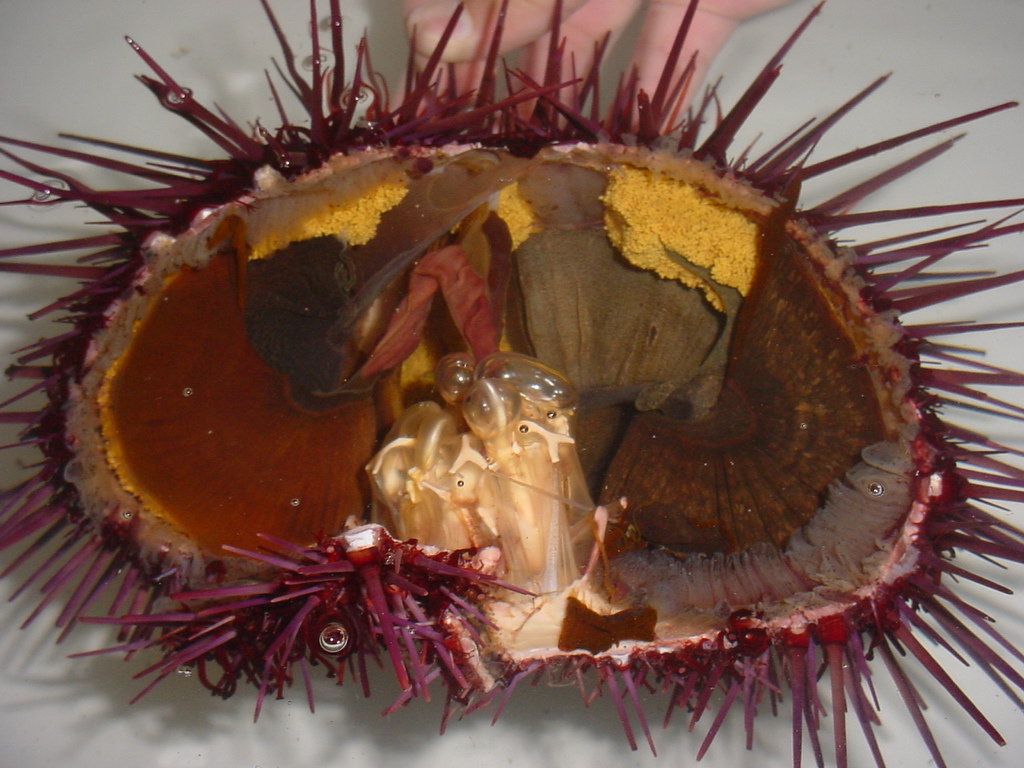 Sea Urchins Inside