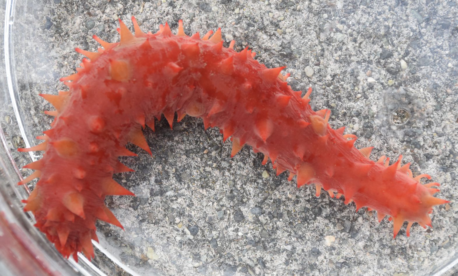 orange sea cucumber