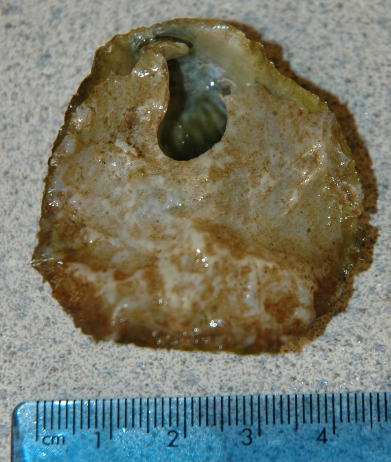 https://inverts.wallawalla.edu/Mollusca/Bivalvia/Ostreoida/Anomiidae/Pododesmus_macroschismaUnderside1sDLC2005.jpg