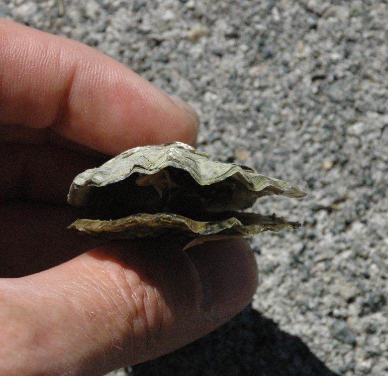 Ventral view