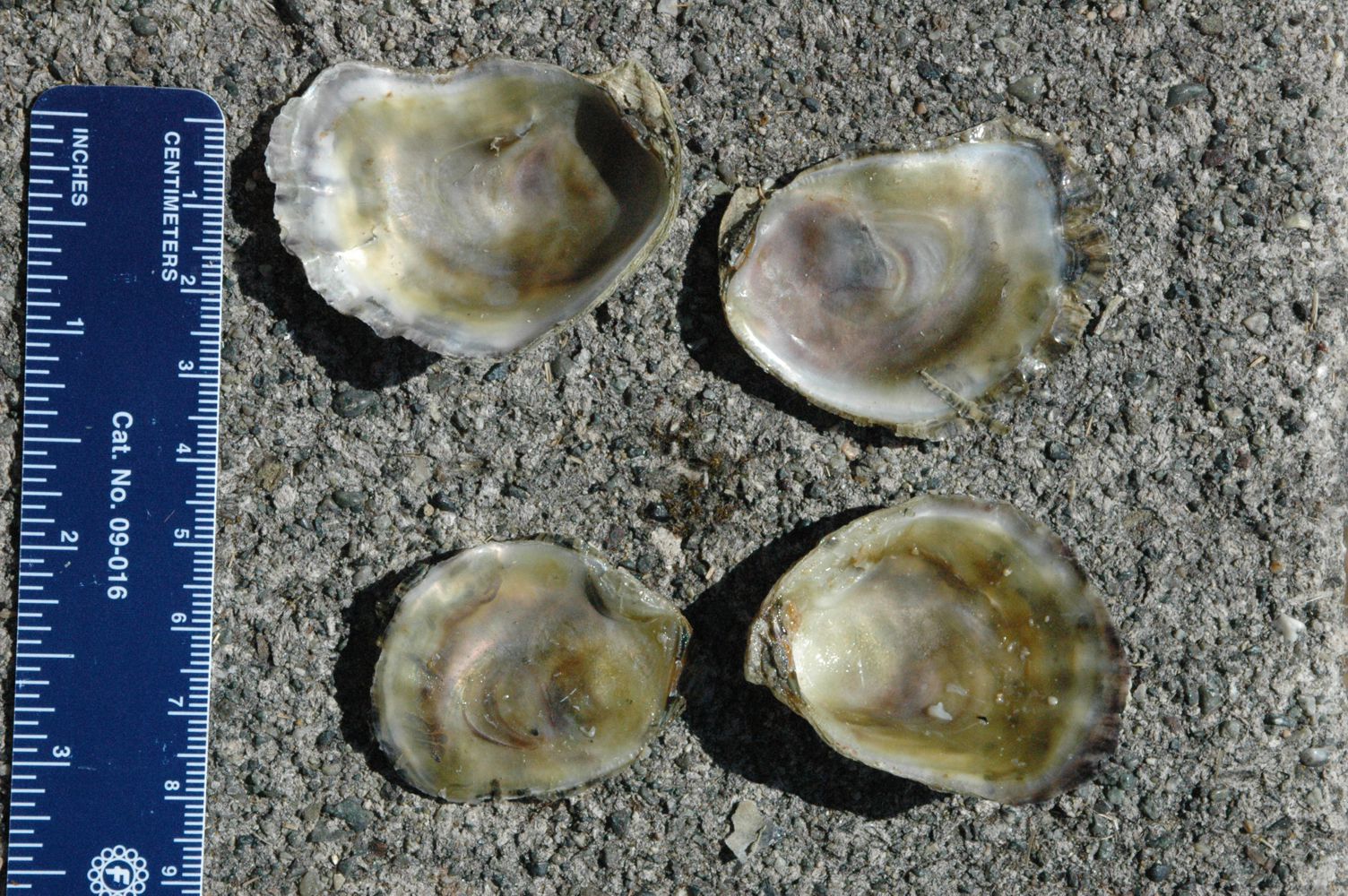 Variety of seashells including oysters (Ostrea), file clams (Lima