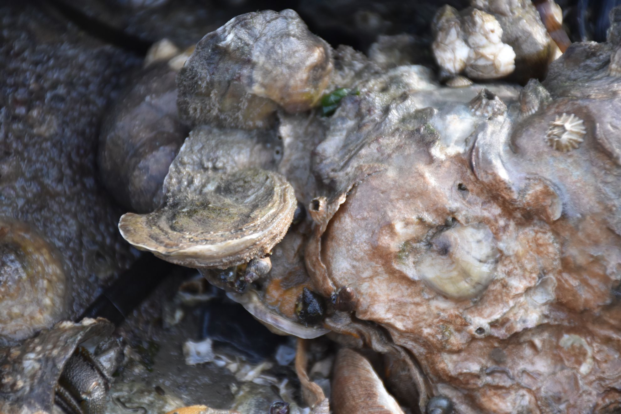 On Magallana gigas
