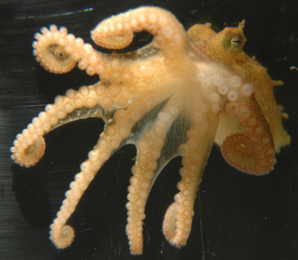 enteroctopus dofleini