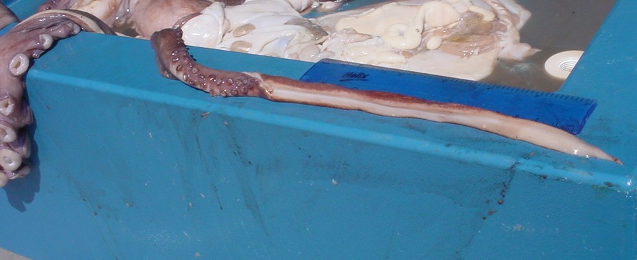 Hectocotylus