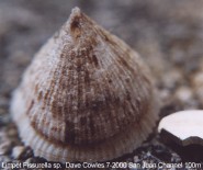 Gastropoda: Pyramid shaped (Limpet)