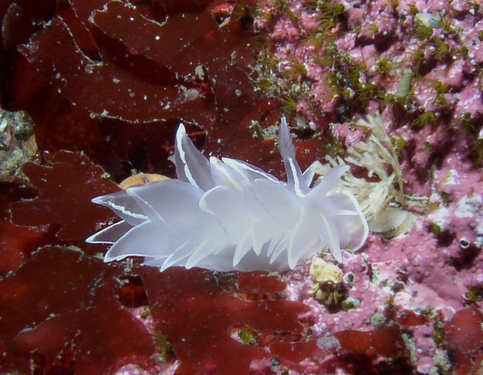 Grazing on bryozoans