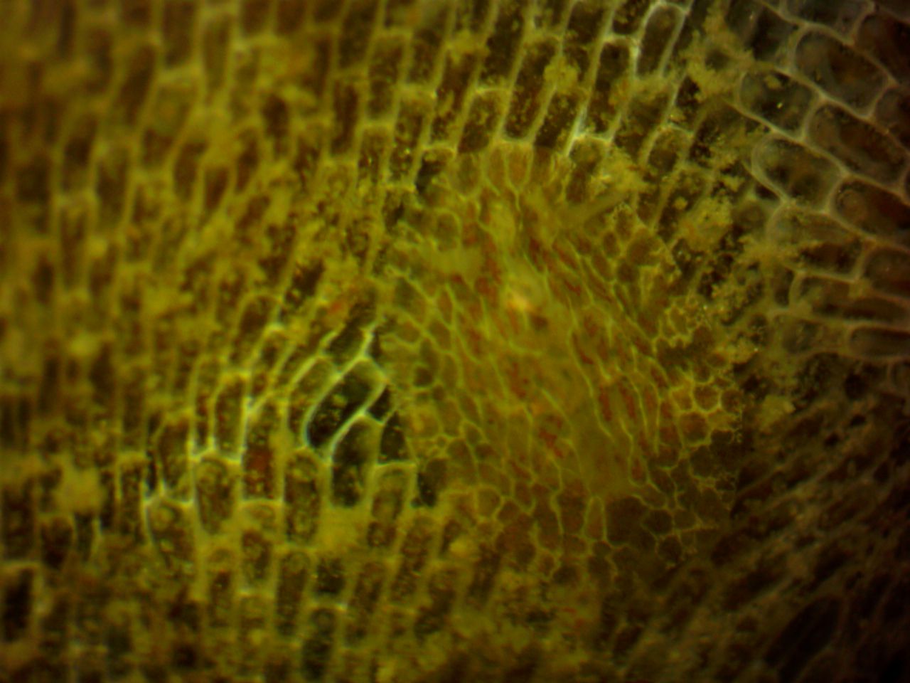 Nudibranch on Membranipora