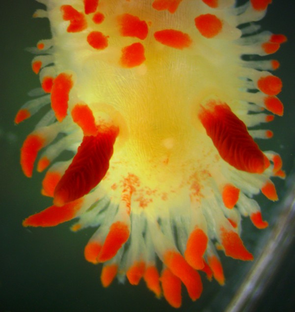 Head with rhinophores