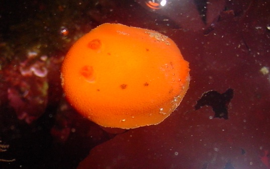 Crawling on red algae