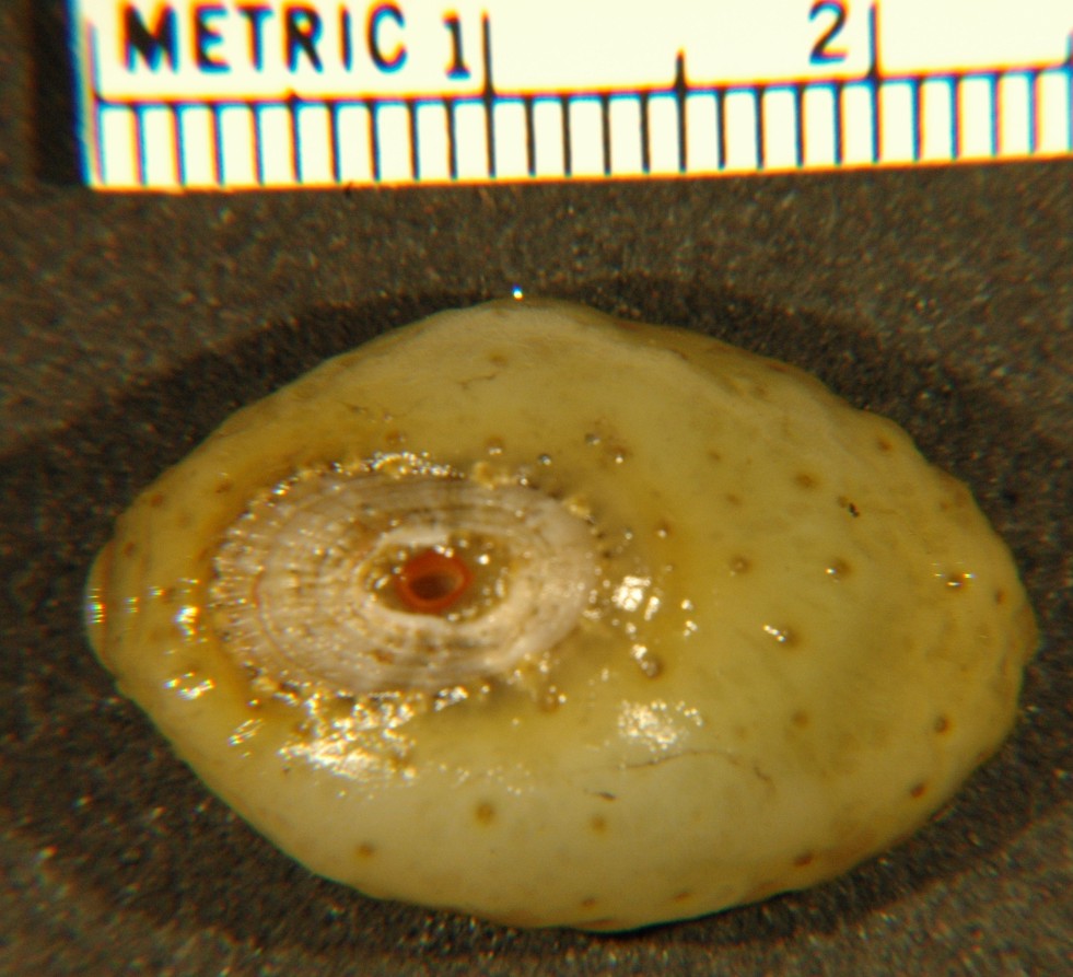 Image result for Fissurellidae