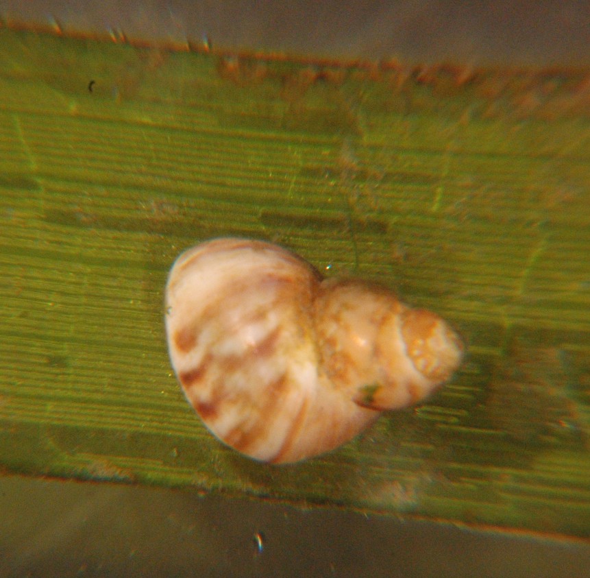 Lacuna variegata snail