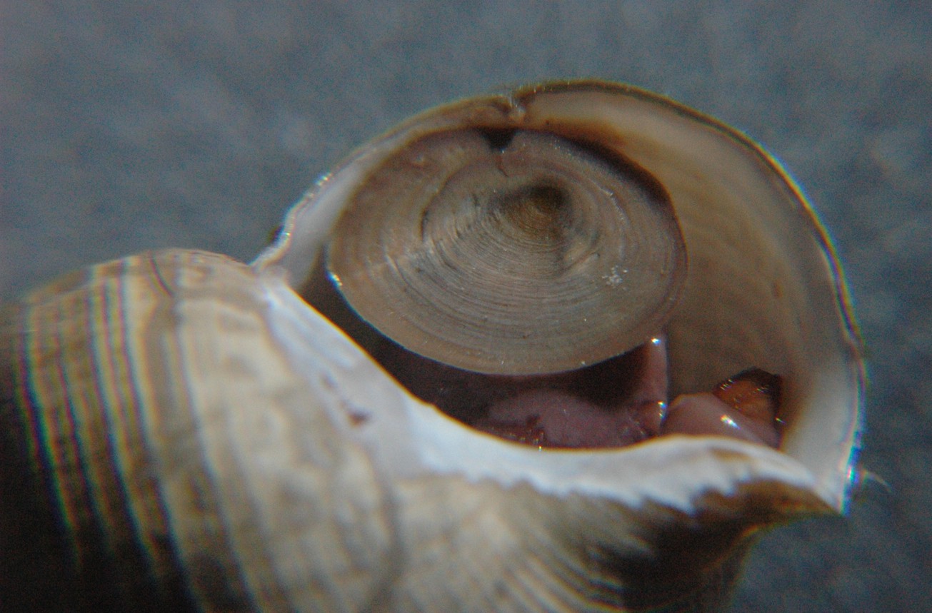 Columella Shell