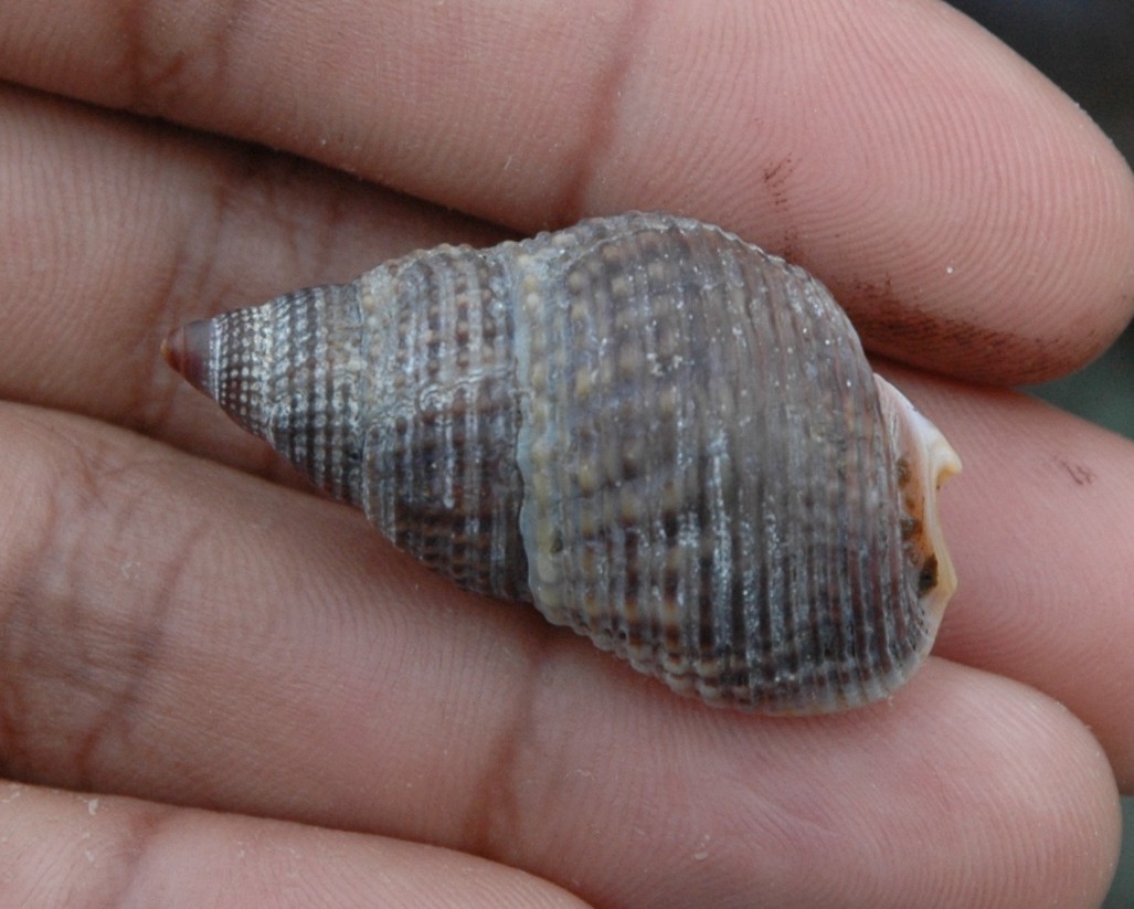 MY iMenso Edelstein Freshwater Shell 33-0858 