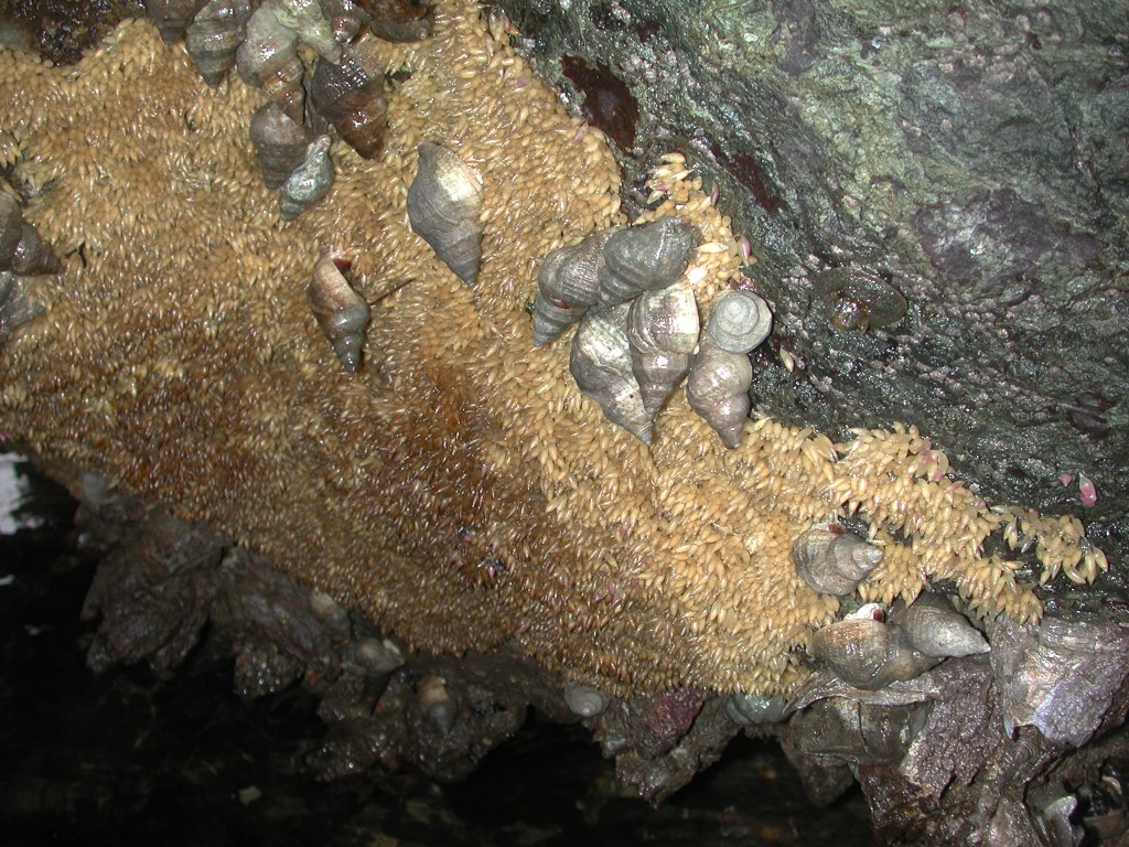 Egglaying under boulder