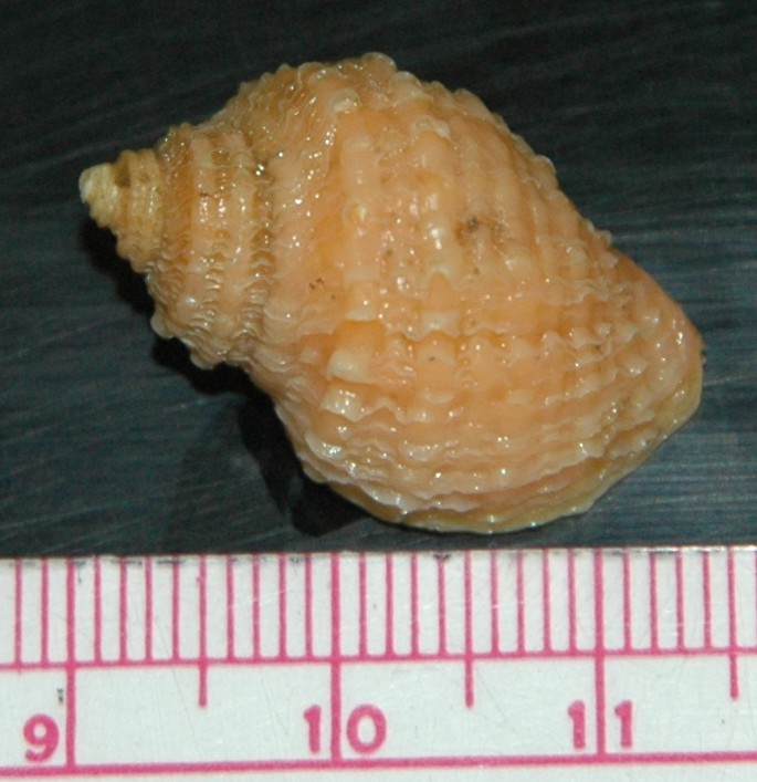 Orange individual with axial lamellae