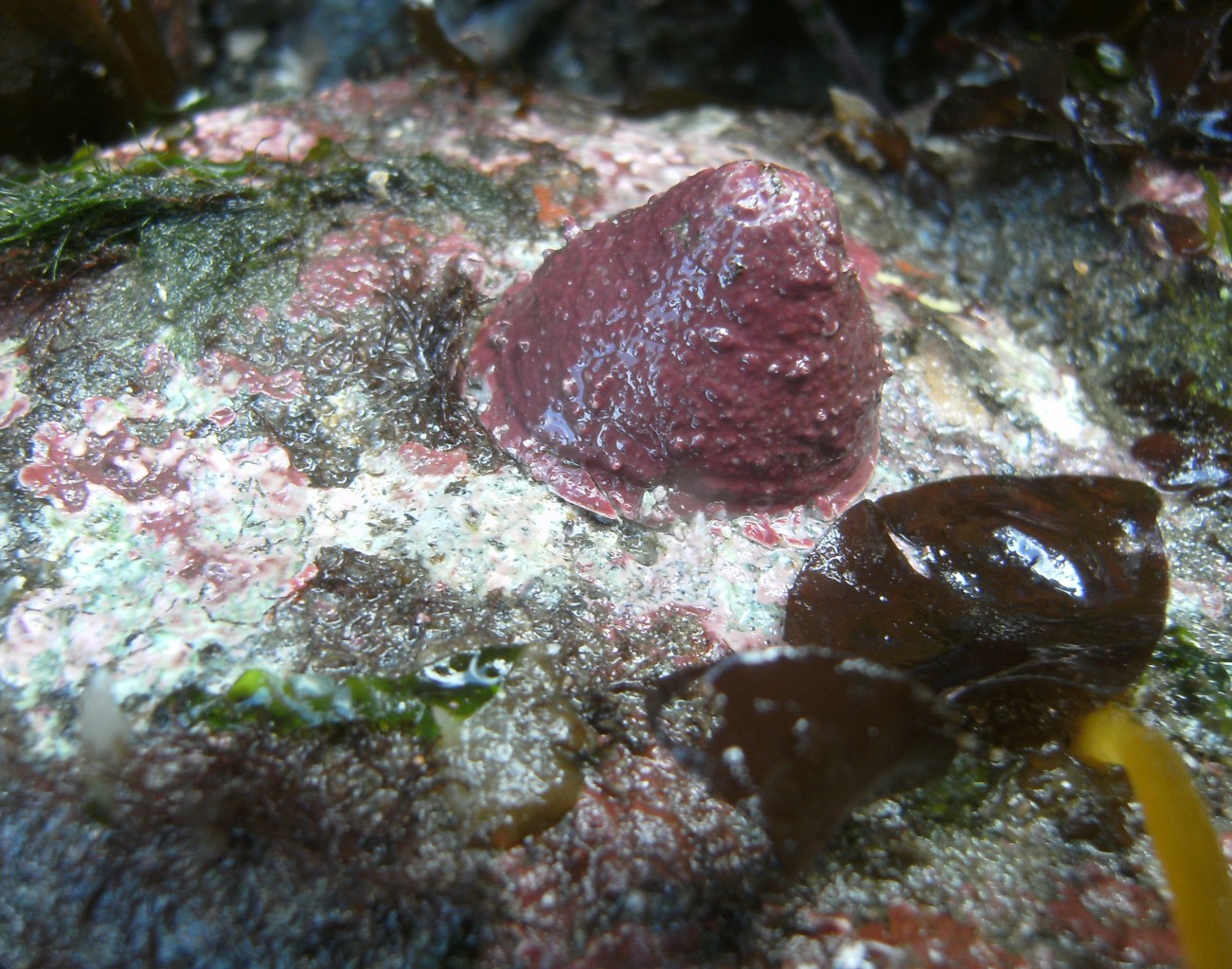With coralline algae