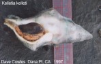 Gastropoda: coiled (whelk)