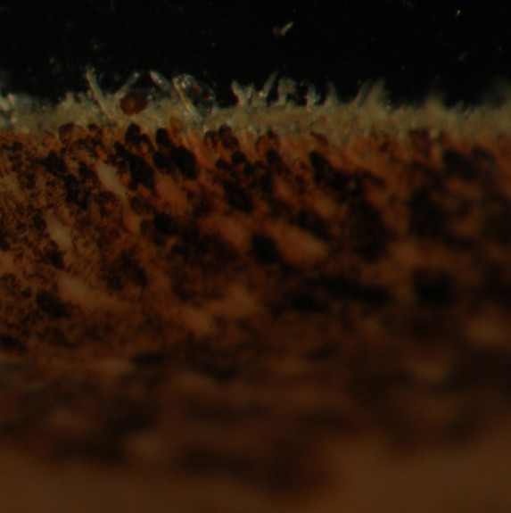 Scales and spicules on mantle