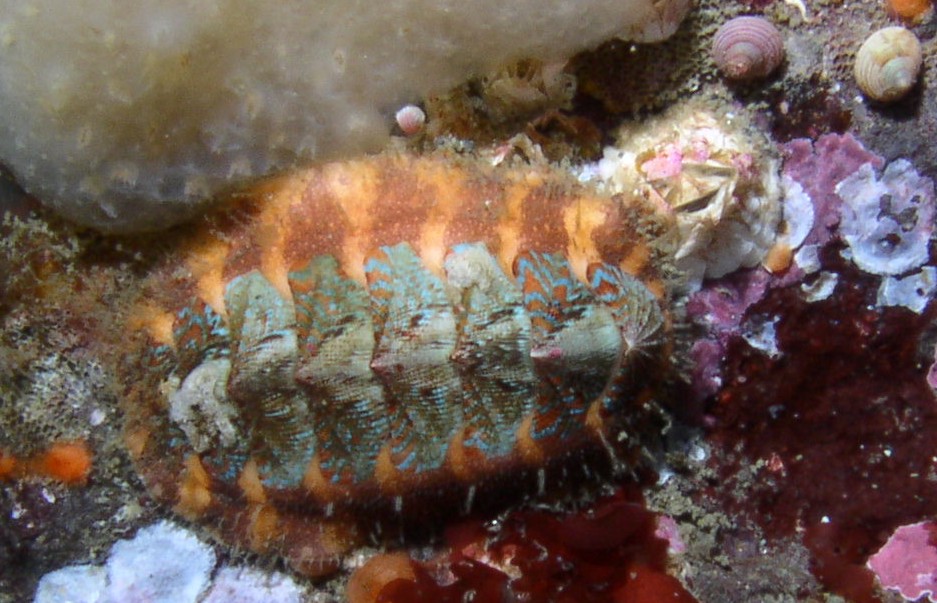 File:Bobtail Moletai May 2014.jpg - Wikimedia Commons